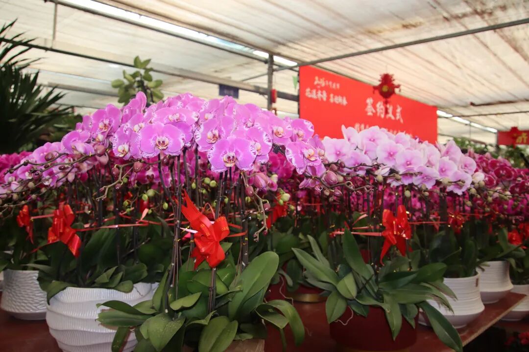 花漾齐鲁·喜迎新春 2026年宵花市盛大开幕(图9)