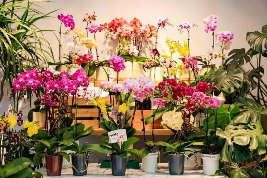 2026沪上年宵花市开逛！“花”式逛出新年味(图3)