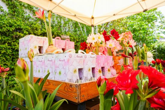 2026沪上年宵花市开逛！“花”式逛出新年味(图2)