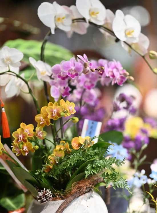 2026沪上年宵花市开逛！“花”式逛出新年味(图4)