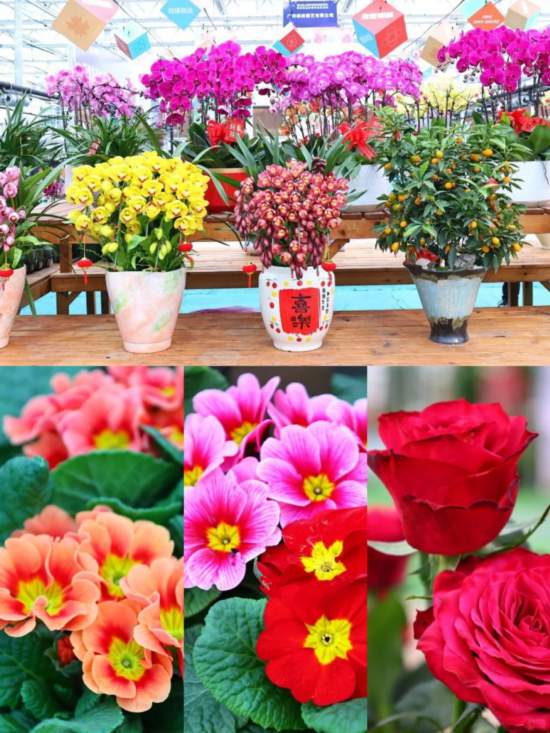 2026沪上年宵花市开逛！“花”式逛出新年味(图8)