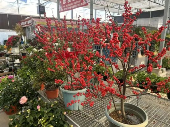 2026沪上年宵花市开逛！“花”式逛出新年味(图12)