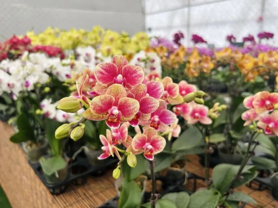2026沪上年宵花市开逛！“花”式逛出新年味(图11)