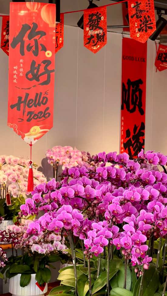 2026沪上年宵花市开逛！“花”式逛出新年味(图13)