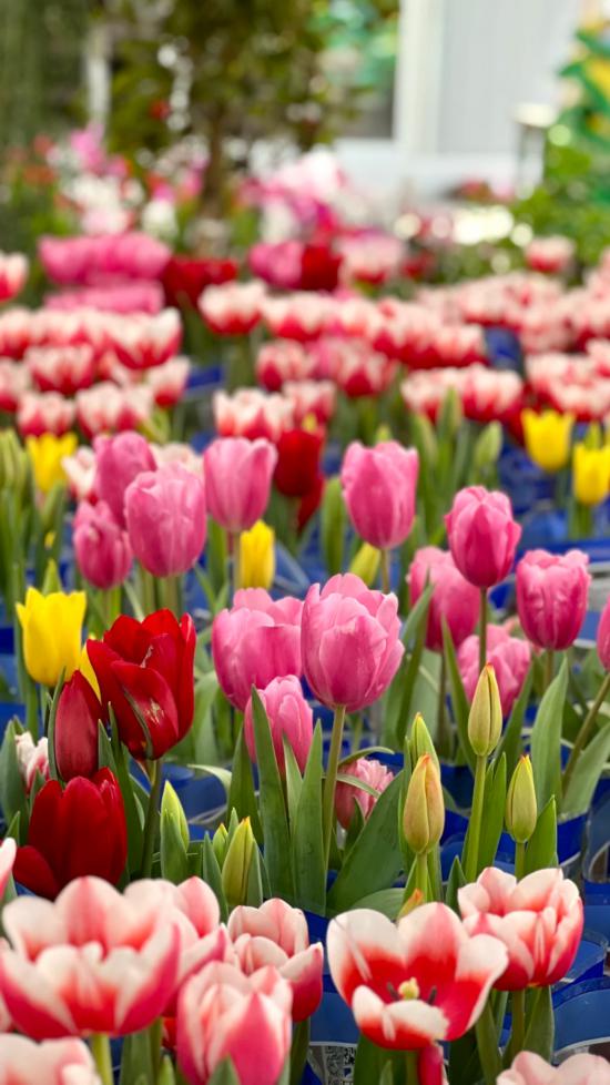 2026沪上年宵花市开逛！“花”式逛出新年味(图15)