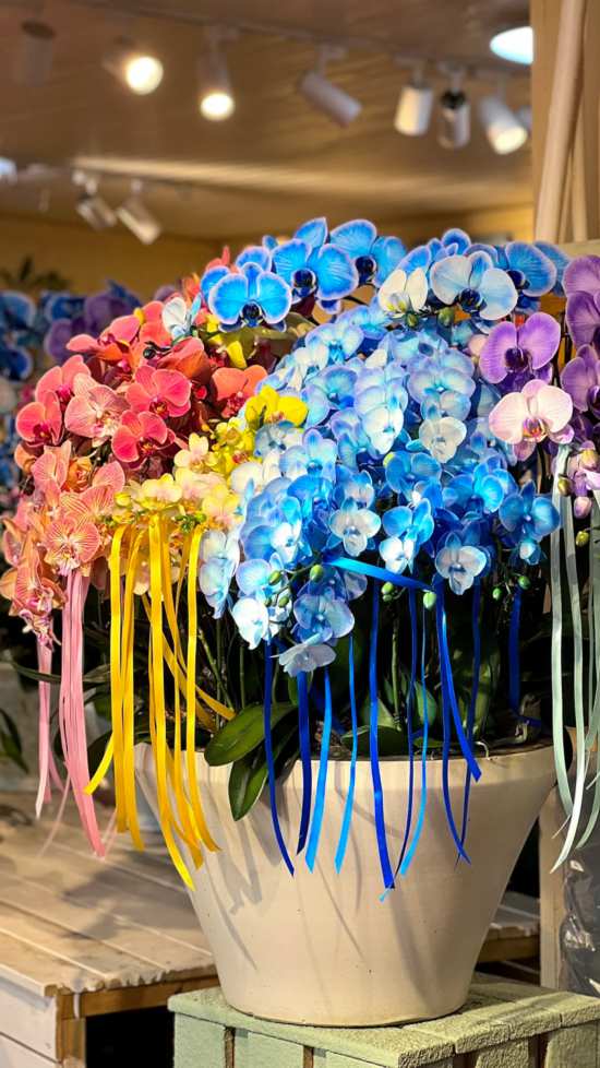 2026沪上年宵花市开逛！“花”式逛出新年味(图14)