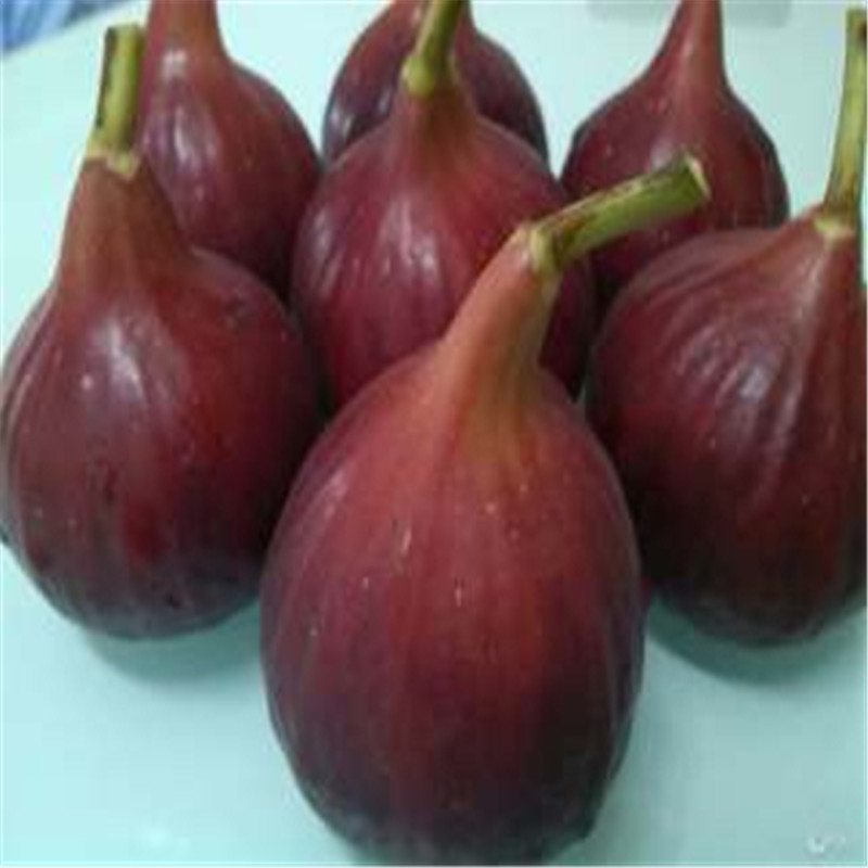 3年无花果树苗优质品种3年无花果树苗报价
