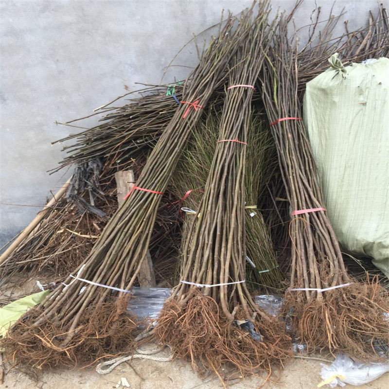 3年无花果树苗优质品种3年无花果树苗报价(图2)