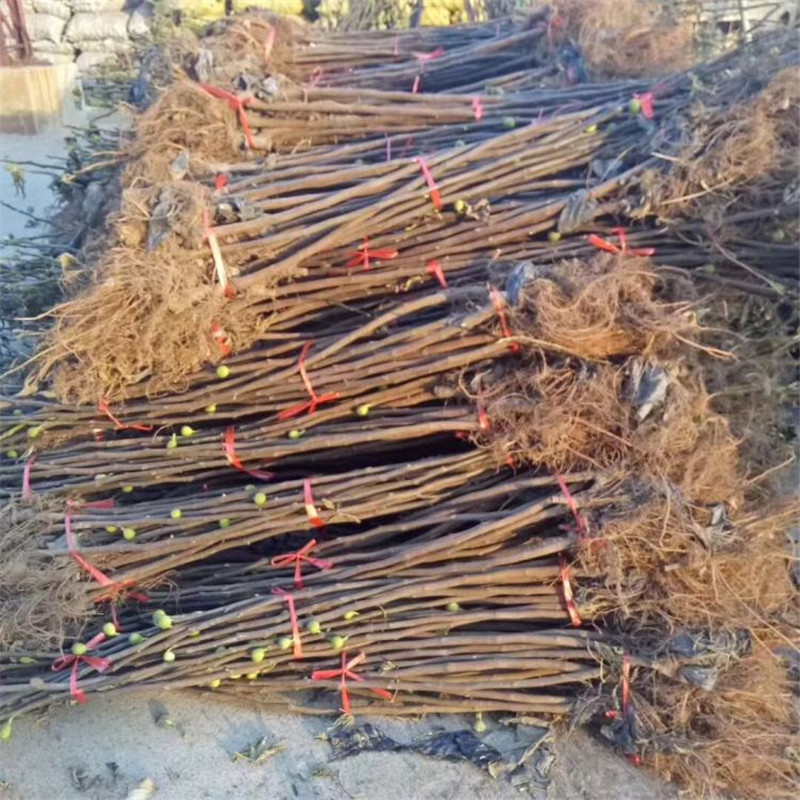 3年无花果树苗优质品种3年无花果树苗报价(图3)