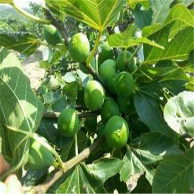 3年无花果树苗优质品种3年无花果树苗报价(图4)