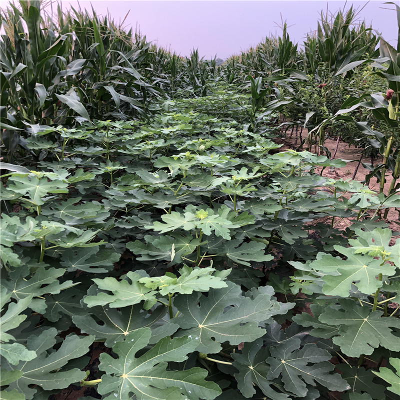 3年无花果树苗优质品种3年无花果树苗报价(图6)