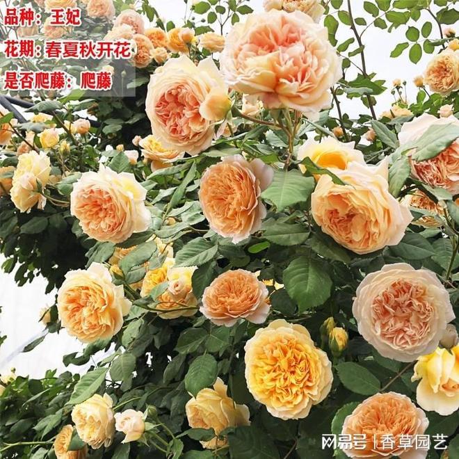藤本月季批发价探秘市场行情与选购指南