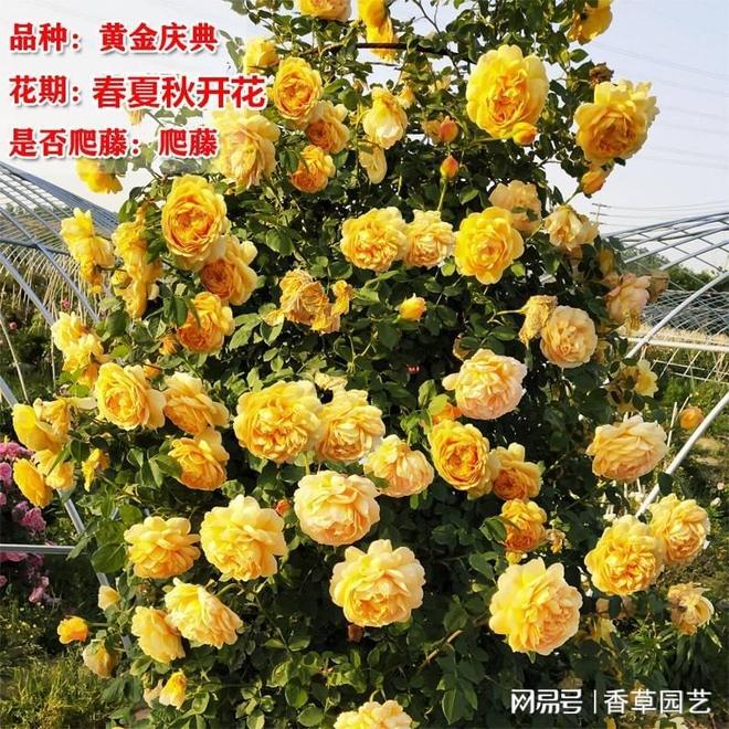 藤本月季批发价探秘市场行情与选购指南(图3)