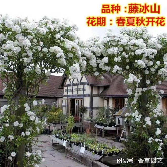 藤本月季批发价探秘市场行情与选购指南(图2)