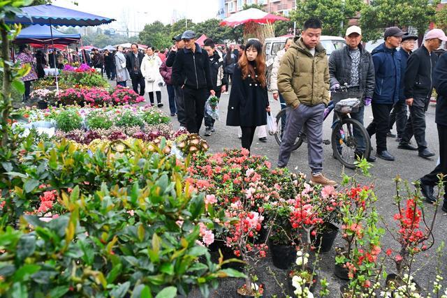 都江堰市2026年“村糖会”聚源分会场启幕 “千年古驿·源聚村糖”邀您共赴春日之约(图7)