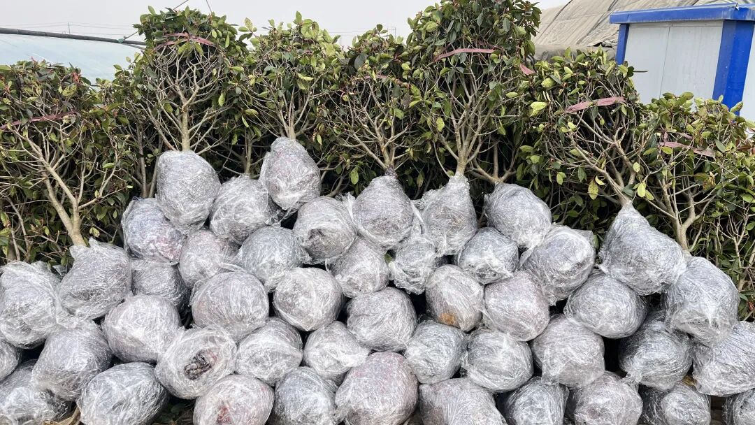 新和县：花卉苗木走出国门 特色产业助农增收