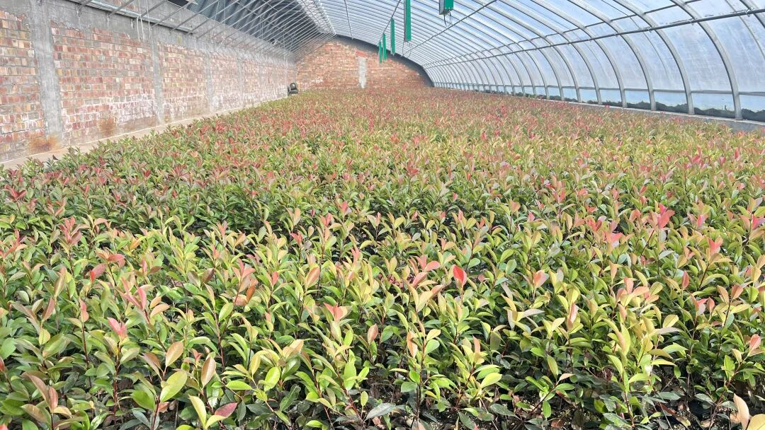 新和县：花卉苗木走出国门 特色产业助农增收(图2)