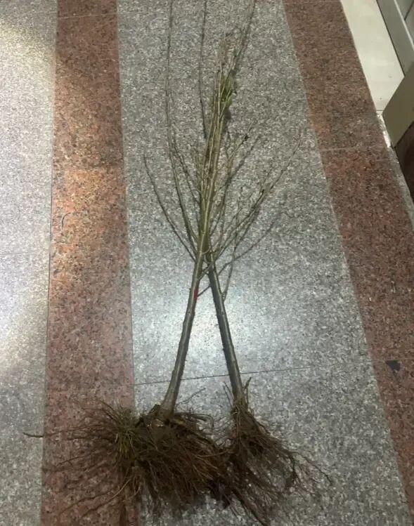 开春了想买大樱桃树苗？小心买到假的浪费时间去栽种！(图3)