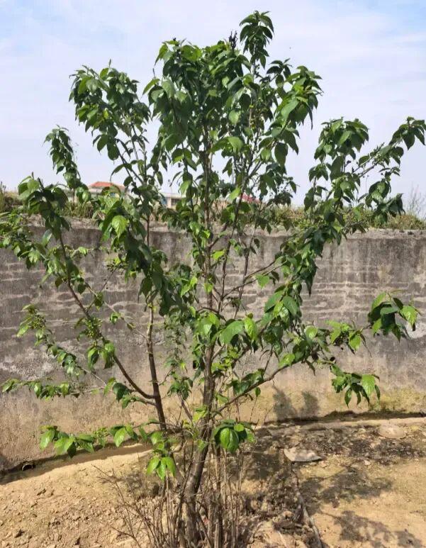 开春了想买大樱桃树苗？小心买到假的浪费时间去栽种！(图4)