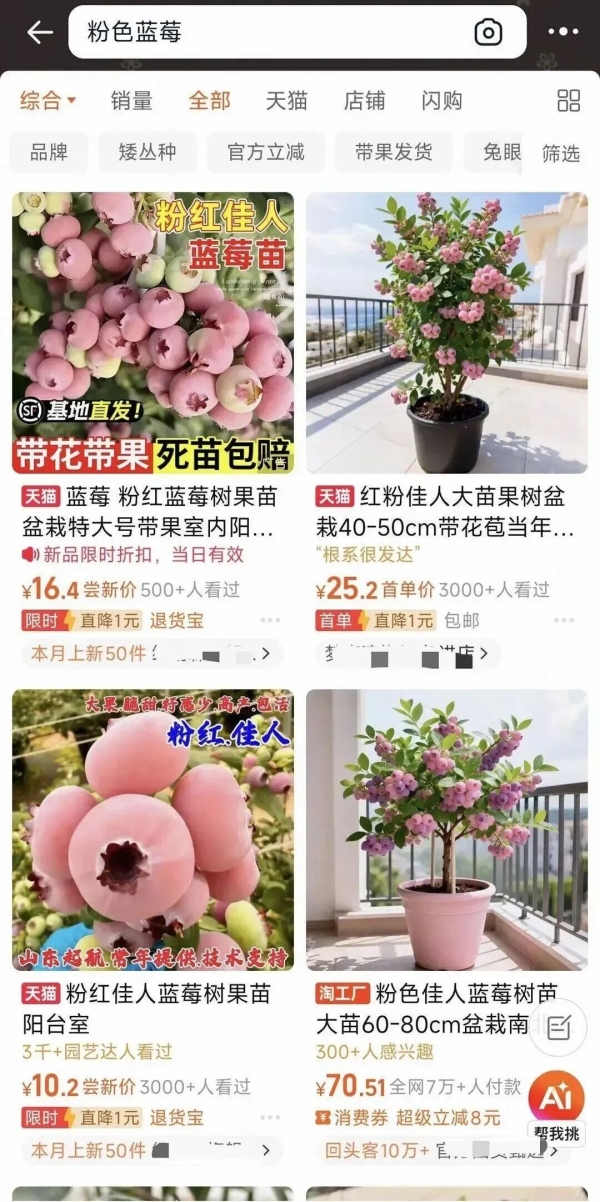 一颗难求炒至400元斤？专家回应蓝莓为何有粉色(图6)
