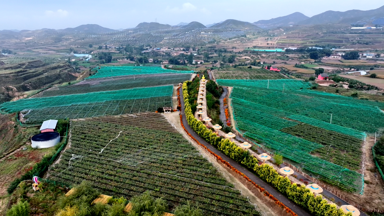 甘肃临洮：全民植树绘就生态画卷(图2)