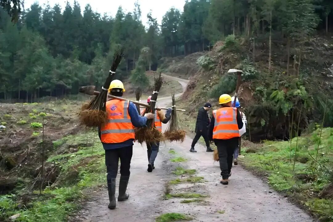雨城晏场：荒山栽新苗 青山富百姓(图2)