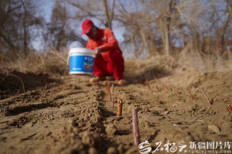 美丽新疆丨沙漠镶绿零碳焕新这条公路的“变身”太燃了(图2)