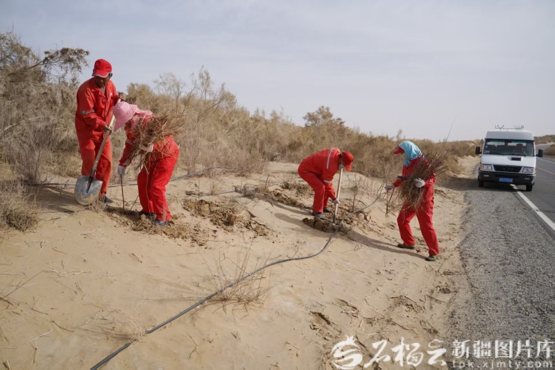 美丽新疆丨沙漠镶绿零碳焕新这条公路的“变身”太燃了(图3)