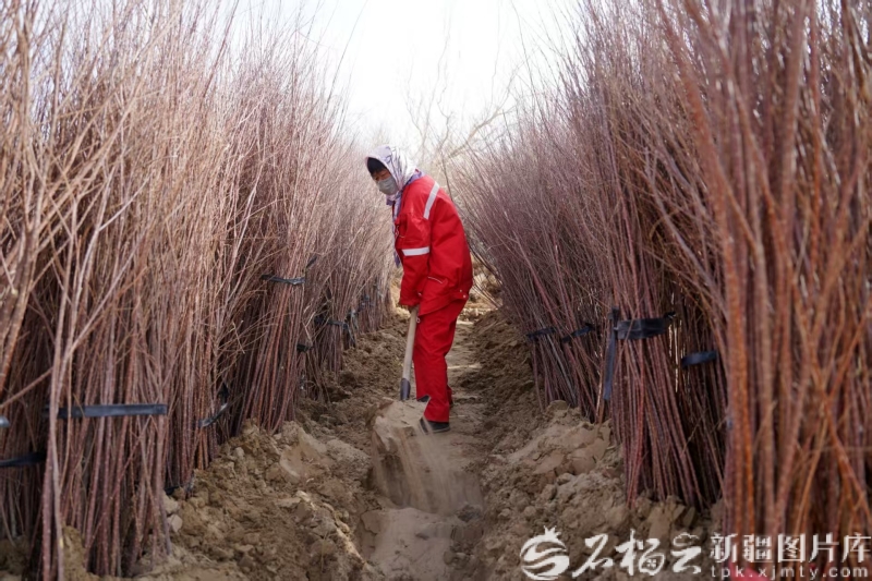 美丽新疆丨沙漠镶绿零碳焕新这条公路的“变身”太燃了(图4)
