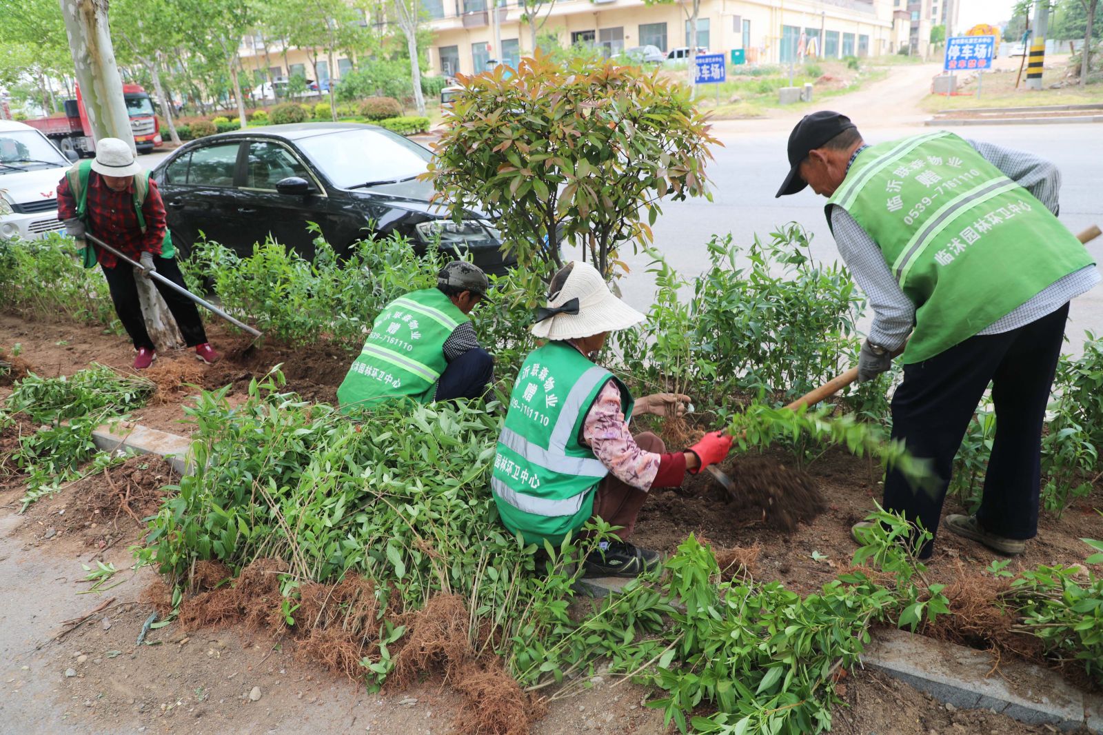 临沭：全面整治绿地裸土擦亮城市生态底色