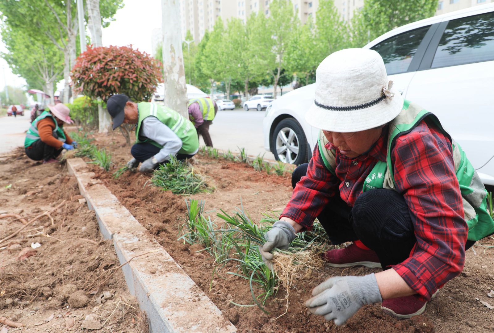 临沭：全面整治绿地裸土擦亮城市生态底色(图2)