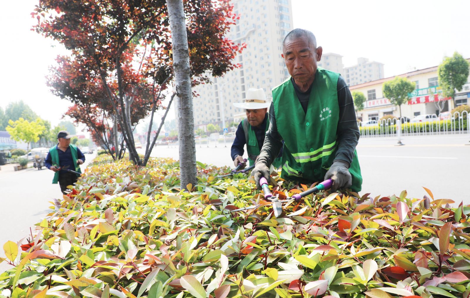 临沭：全面整治绿地裸土擦亮城市生态底色(图3)