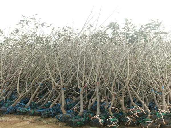 帮扶单位倾情助力义务植树美化乡村