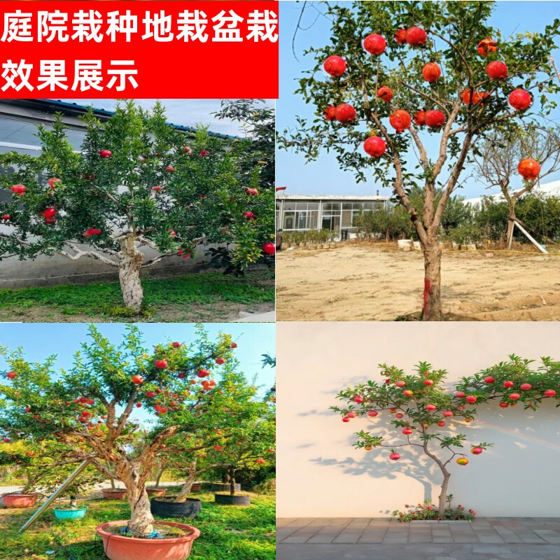 绿染高原色愈浓业兴民富谱新篇