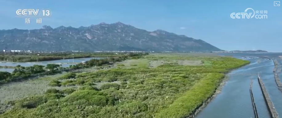 万物共生美丽中国“数”说物种多元、结构稳定的生态宝库海洋生物加速回归(图2)