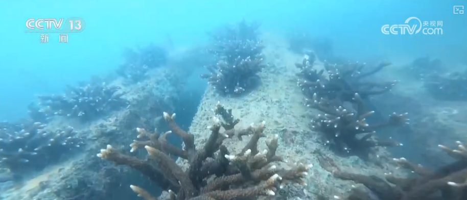 万物共生美丽中国“数”说物种多元、结构稳定的生态宝库海洋生物加速回归(图3)