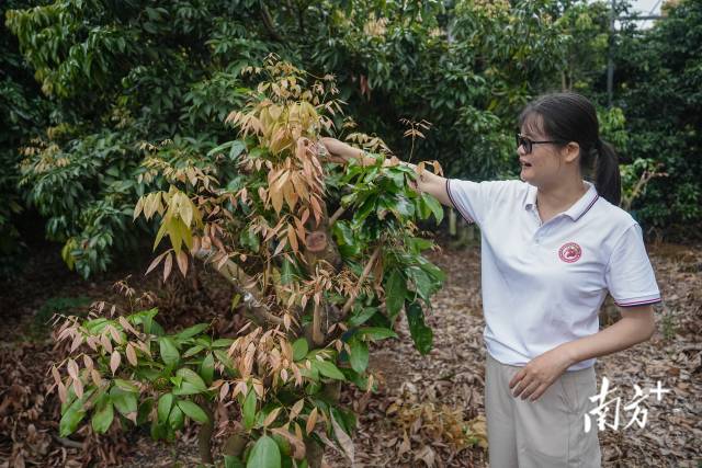 随口一尝便知荔枝糖度“荔枝鉴定师”是如何炼成的？(图3)
