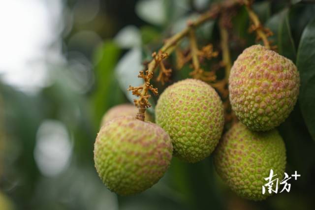 随口一尝便知荔枝糖度“荔枝鉴定师”是如何炼成的？(图4)