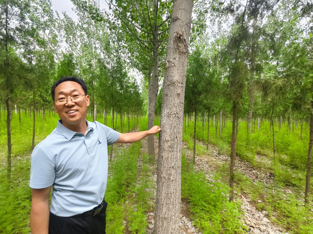 开屏见“好”｜为了春天不再飘絮这位基层林业人用十年培育出无絮黑杨(图2)