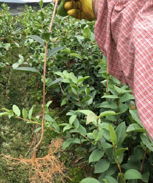 青春华章丝路逐光丨戈壁深处育良种青年科研者扎根龙渠种子园科研试验站守护祁连底色(图1)