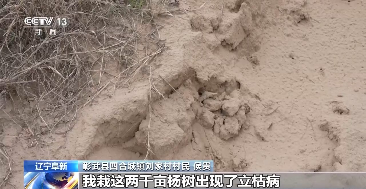 中央媒体看辽宁丨央视新闻：全国优秀共产党员、全国绿化奖章获得者侯贵：二十五年扎根沙海他从一棵树种出一片林(图3)