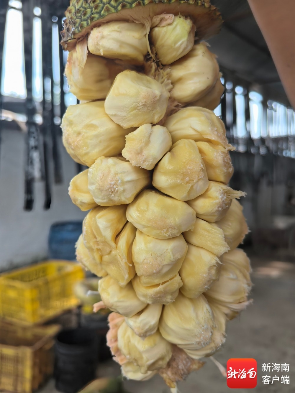 形似菠萝蜜、味带榴莲香！三亚奶白榴莲蜜新鲜上市俏销高端市场(图1)