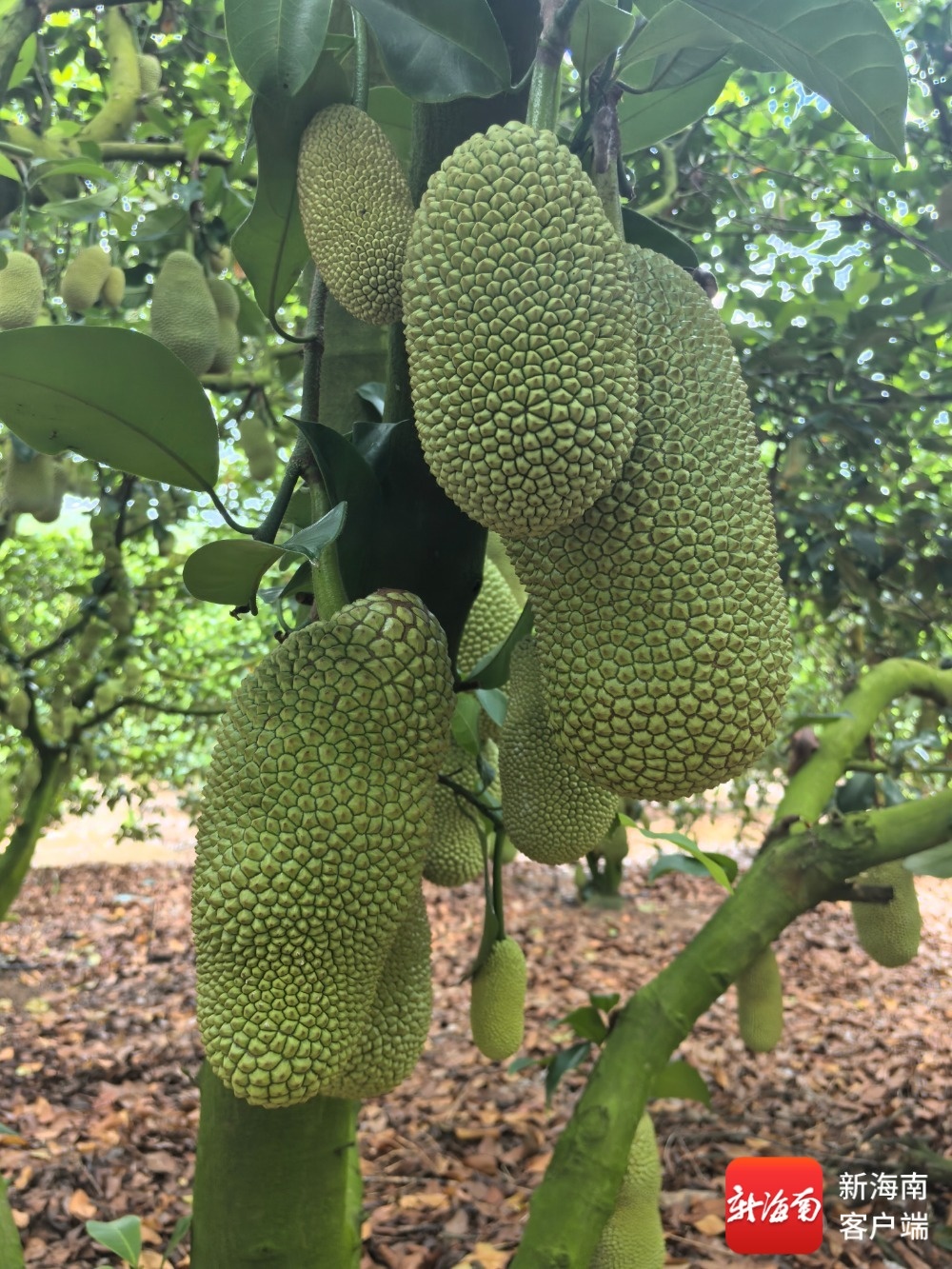 形似菠萝蜜、味带榴莲香！三亚奶白榴莲蜜新鲜上市俏销高端市场(图3)
