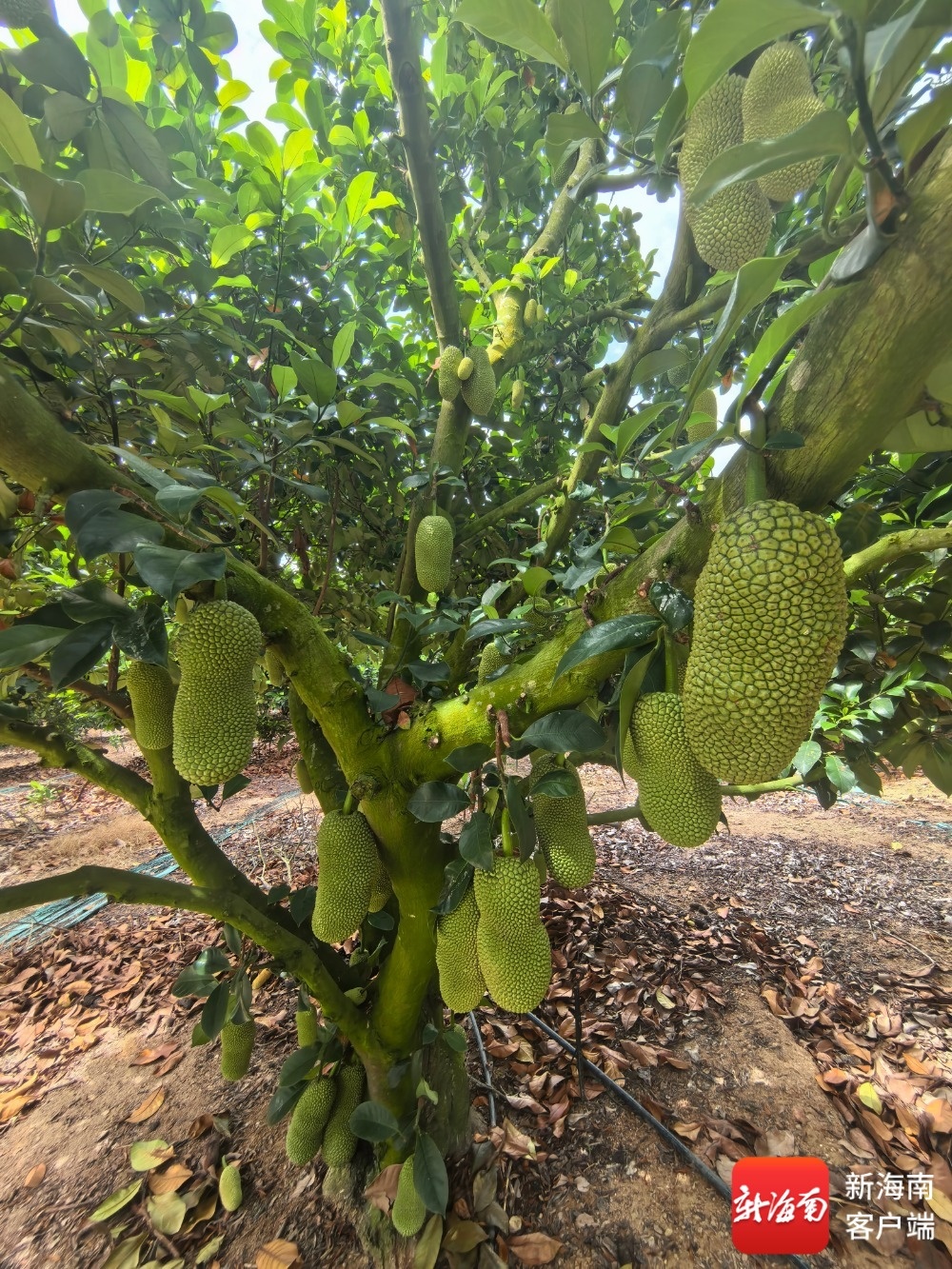 形似菠萝蜜、味带榴莲香！三亚奶白榴莲蜜新鲜上市俏销高端市场(图4)