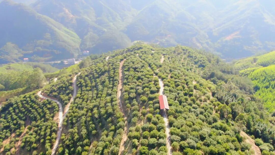 防火又“生金”！华安良种木荷变身林农“绿色银行”(图4)