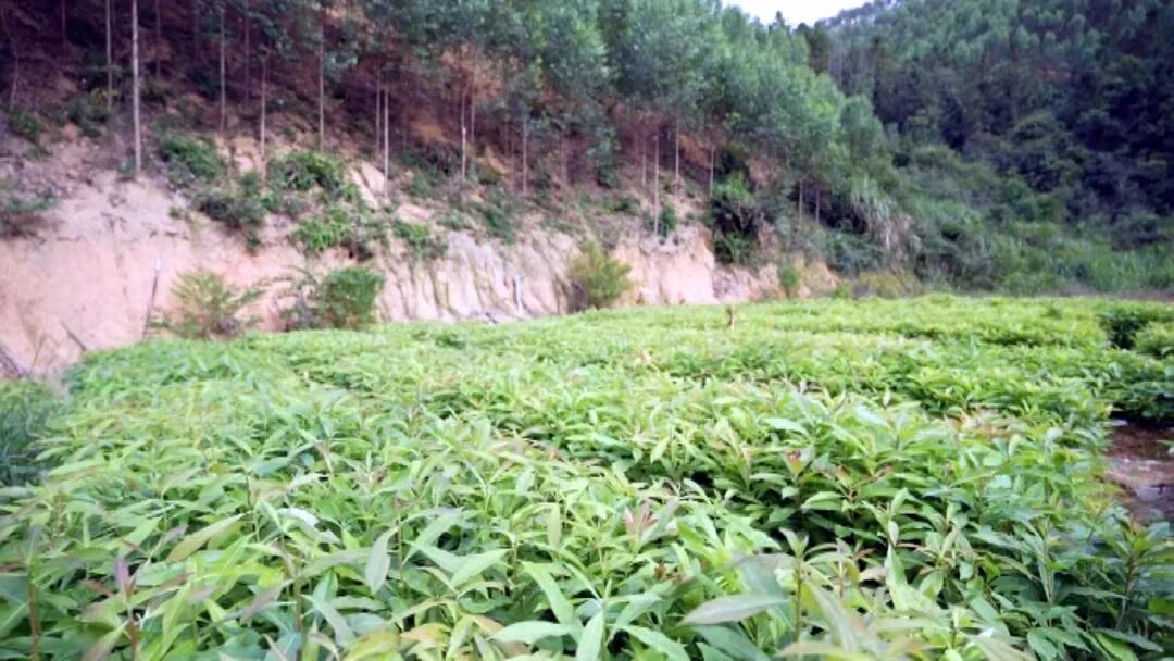 防火又“生金”！华安良种木荷变身林农“绿色银行”(图2)