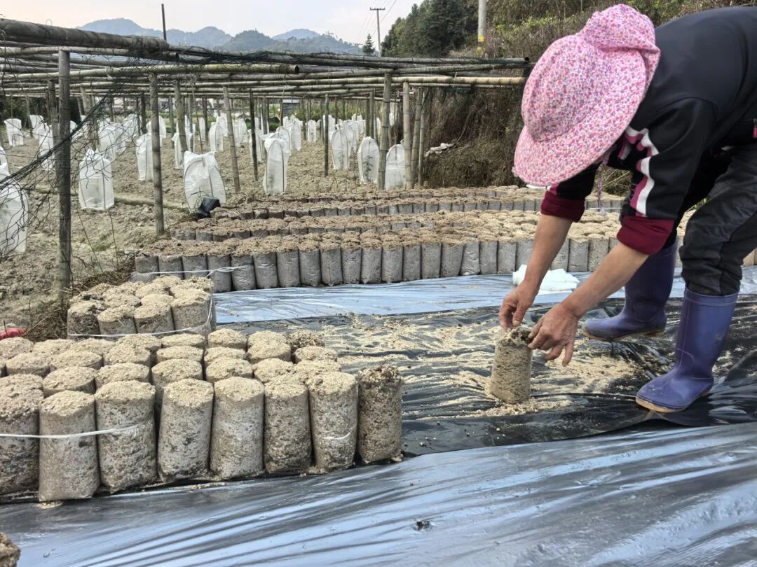 华安全域春耕正酣田间“烟火”太治愈(图5)