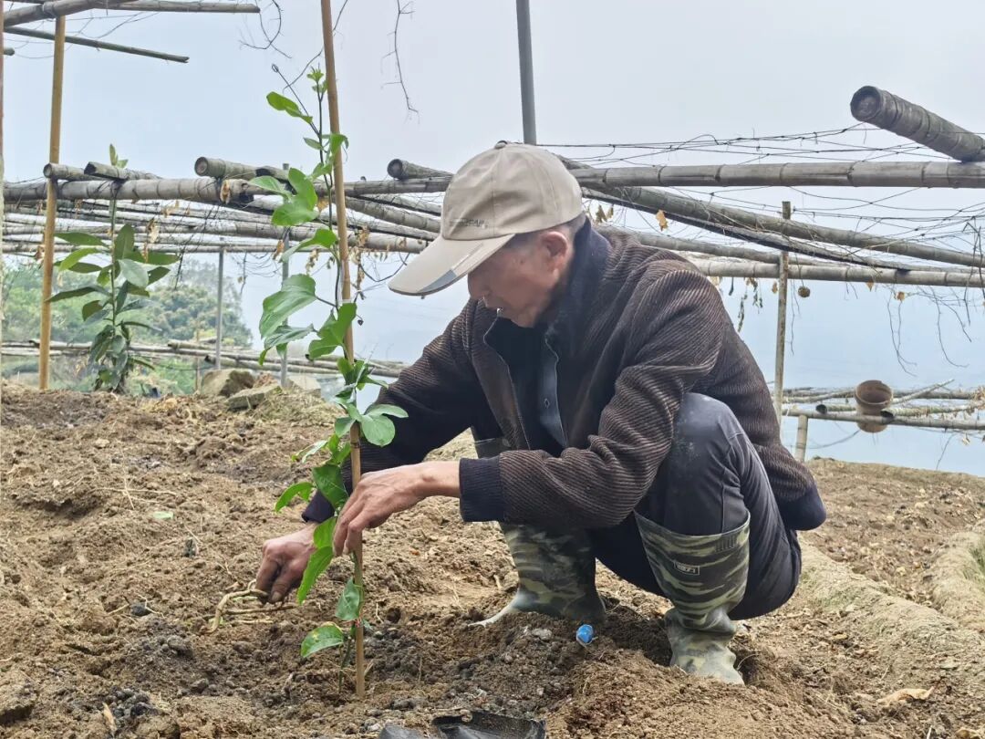 华安全域春耕正酣田间“烟火”太治愈(图7)