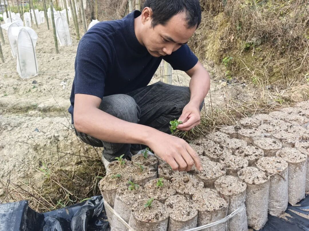 华安全域春耕正酣田间“烟火”太治愈(图6)
