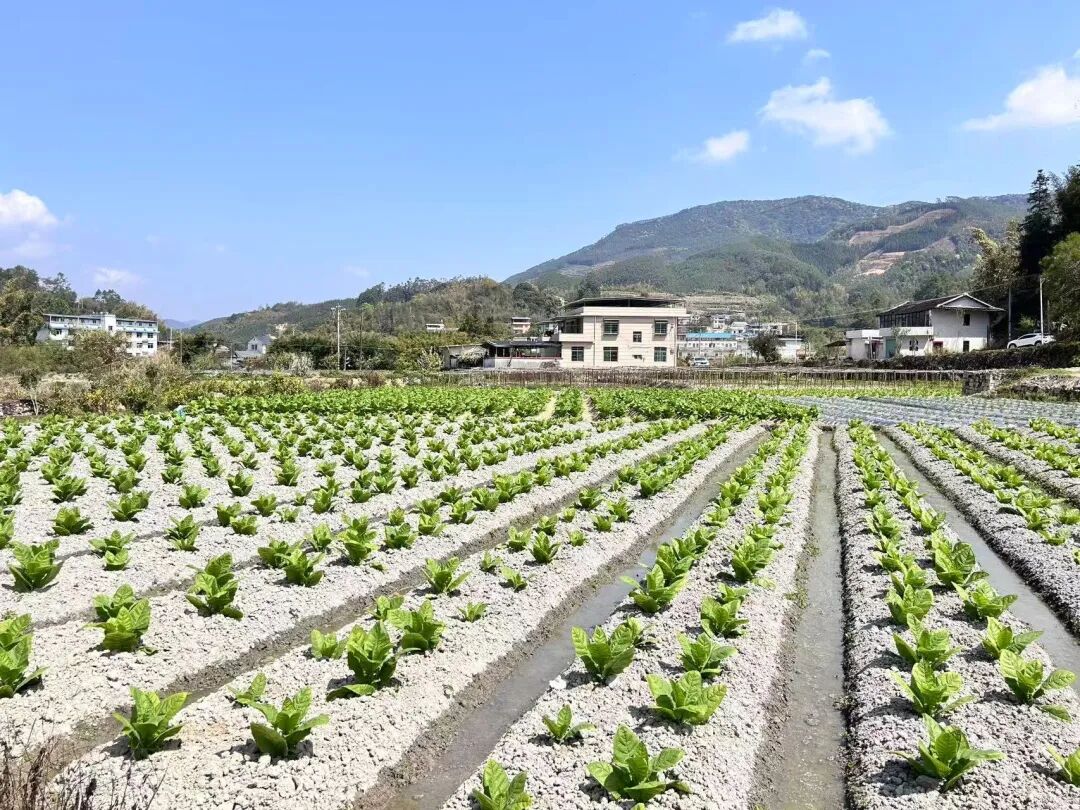 华安全域春耕正酣田间“烟火”太治愈(图9)